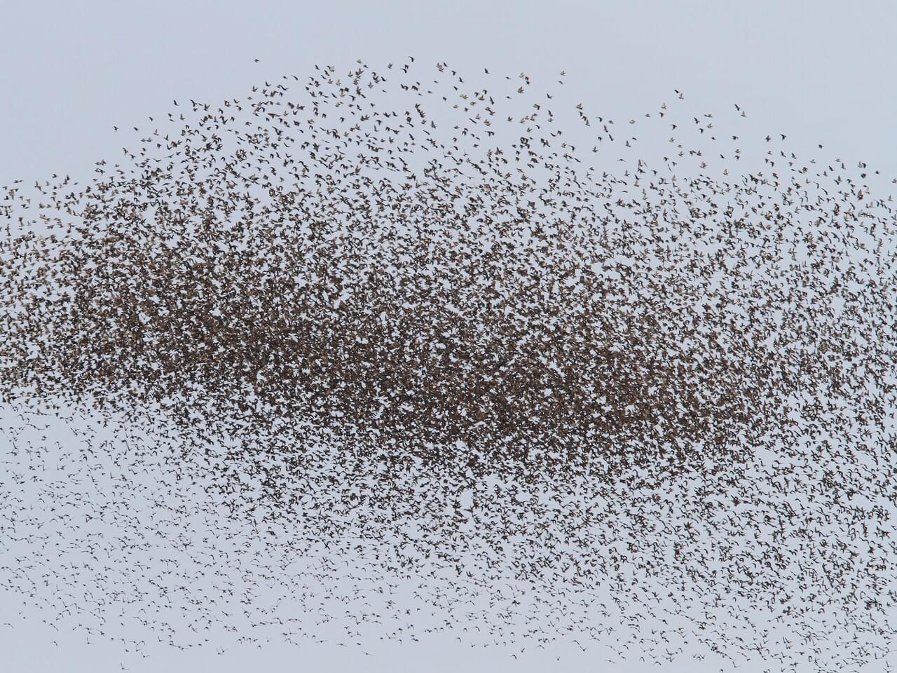 European Starling