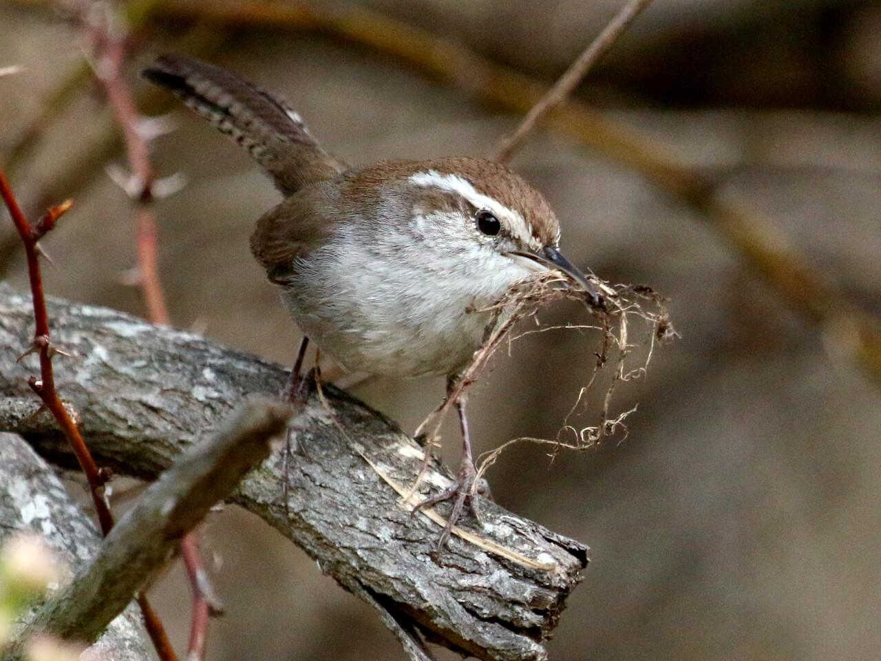 Bewick’s Wren