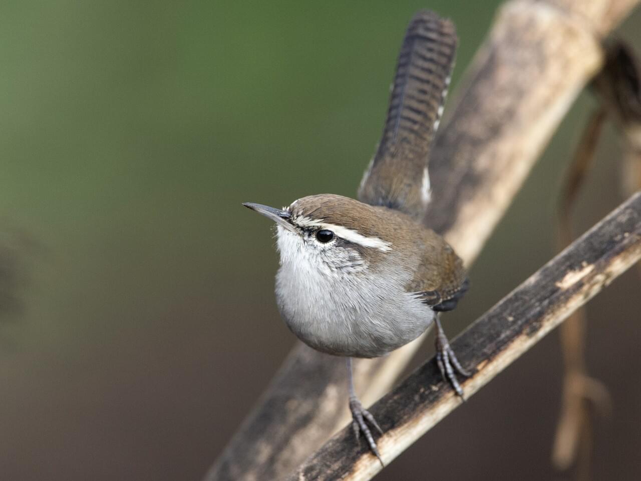 Bewick’s Wren