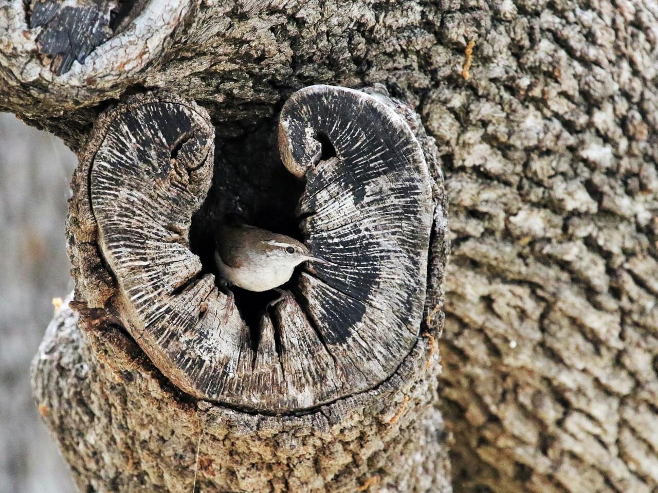 Bewick’s Wren