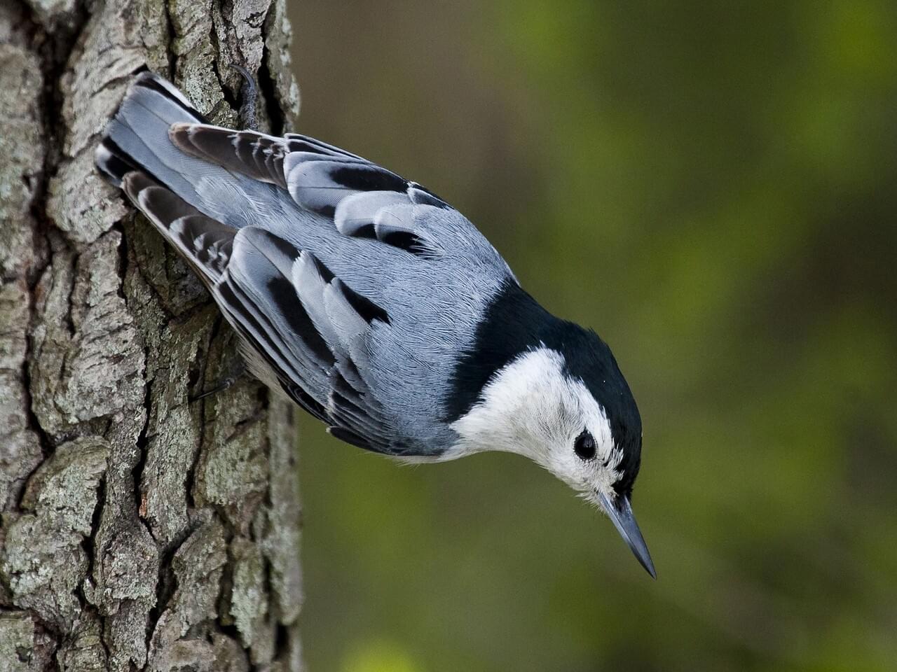 White-breasted Nuthatch