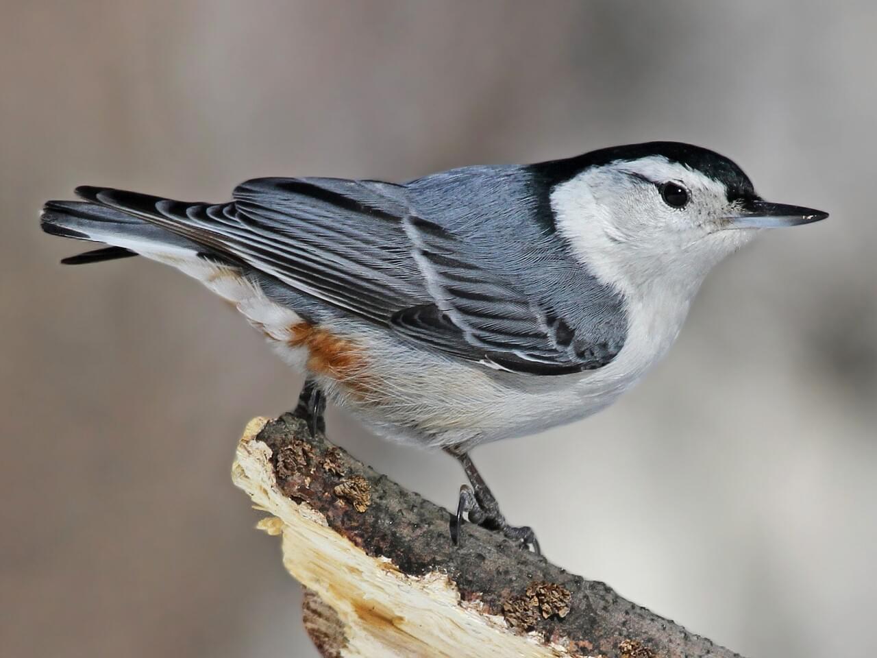 White-breasted Nuthatch