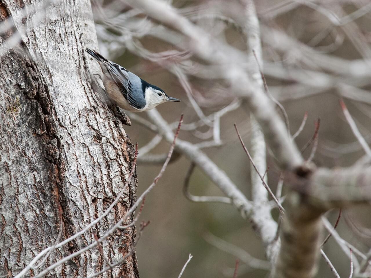 White-breasted Nuthatch