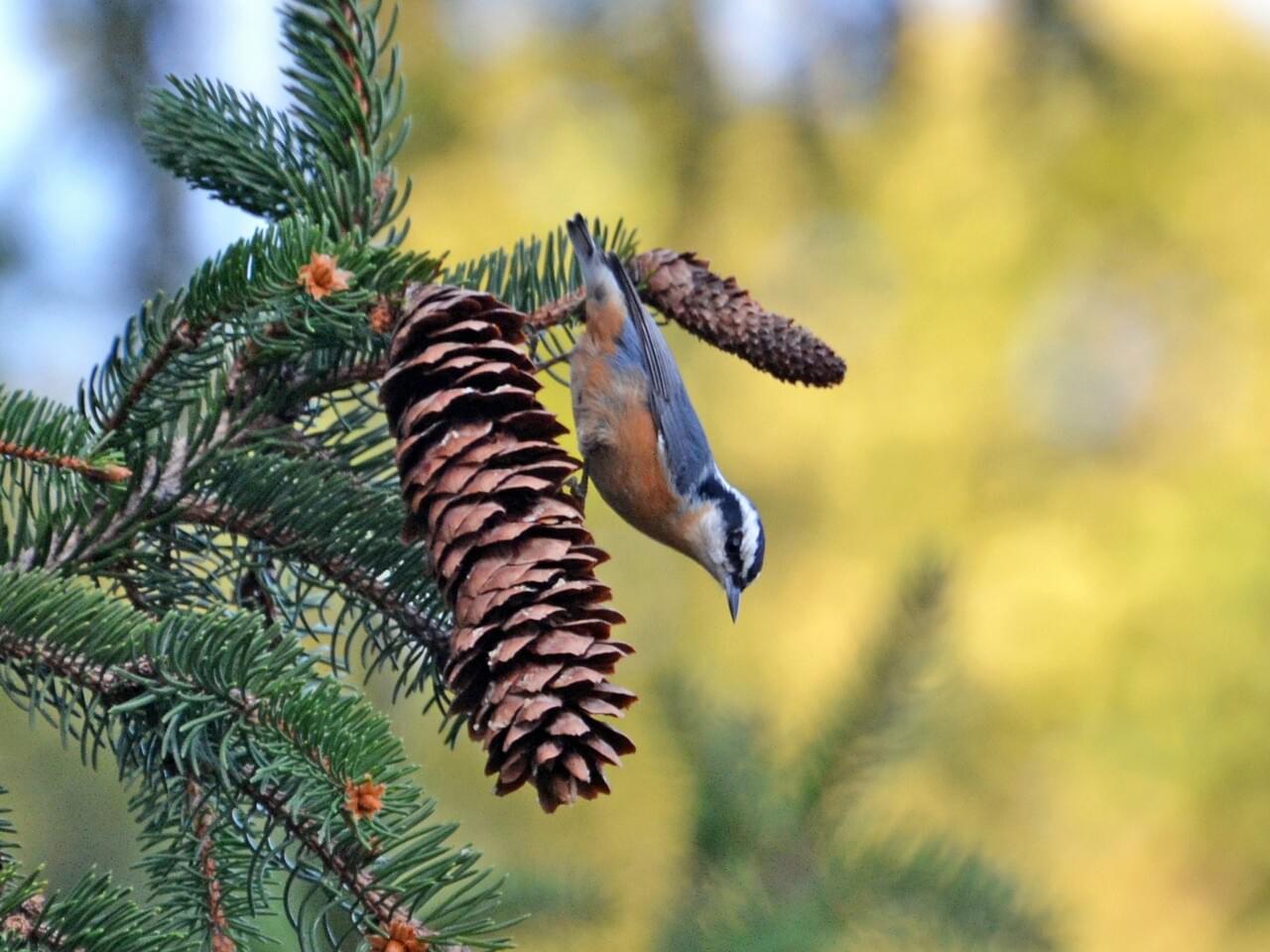 Red-breasted Nuthatch