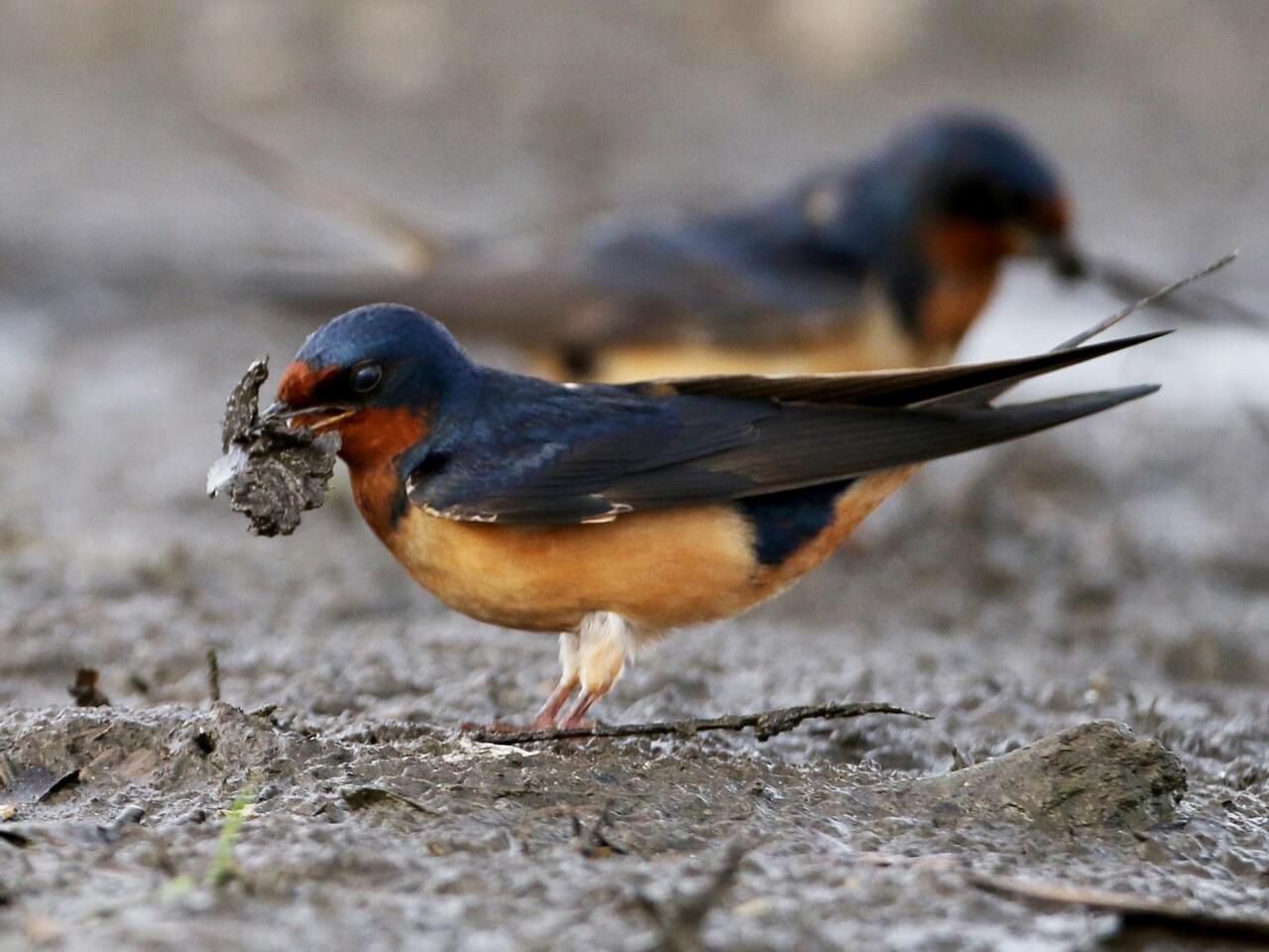 Barn Swallow