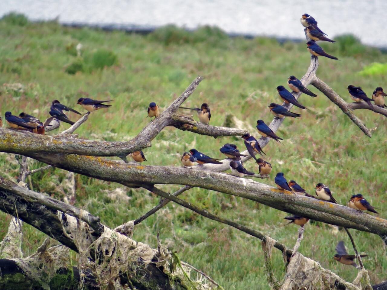 Barn Swallow