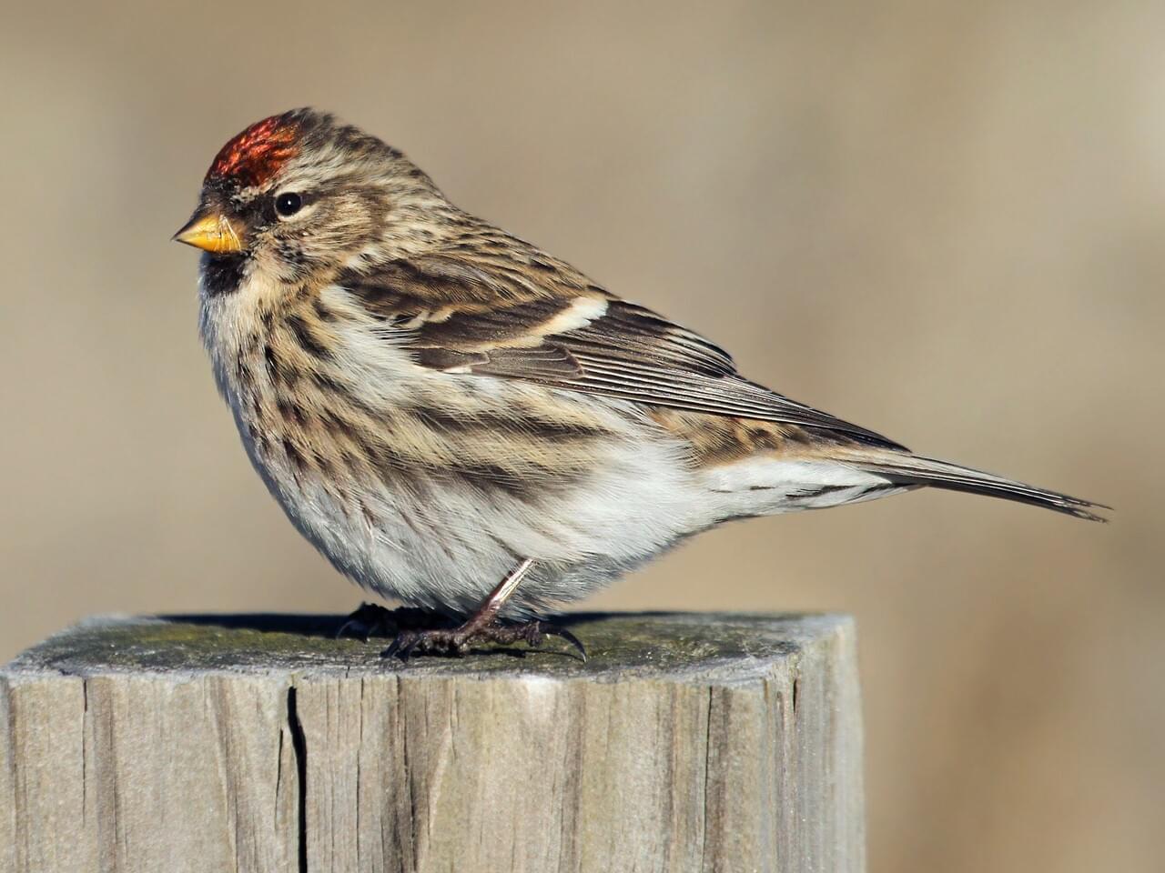 Common Redpoll