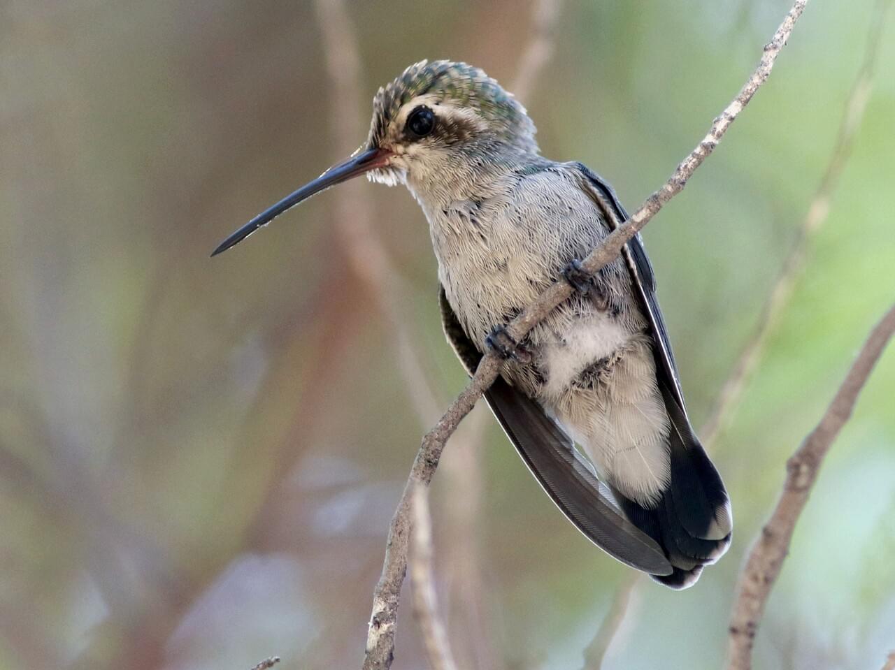 Broad-billed Hummingbird