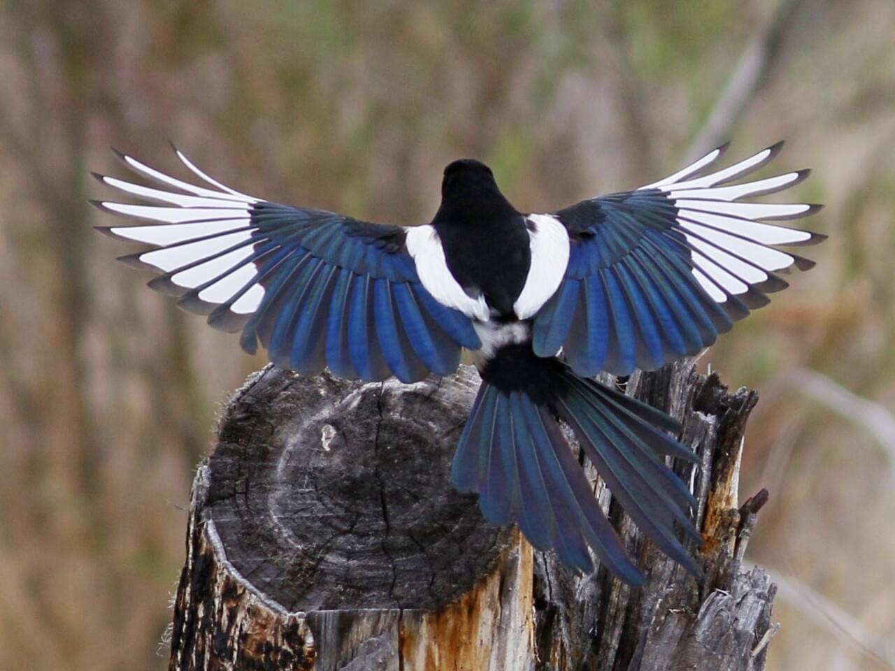 Black-billed Magpie