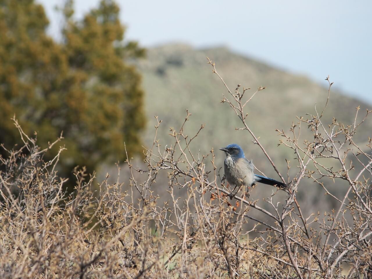 Woodhouse’s Scrub-Jay