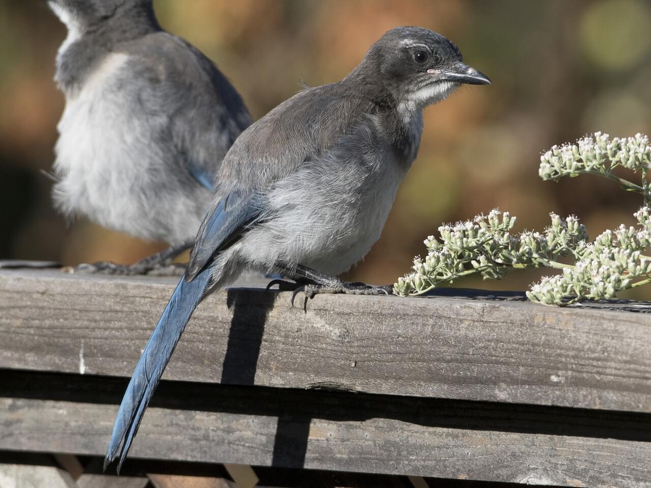 California Scrub-Jay