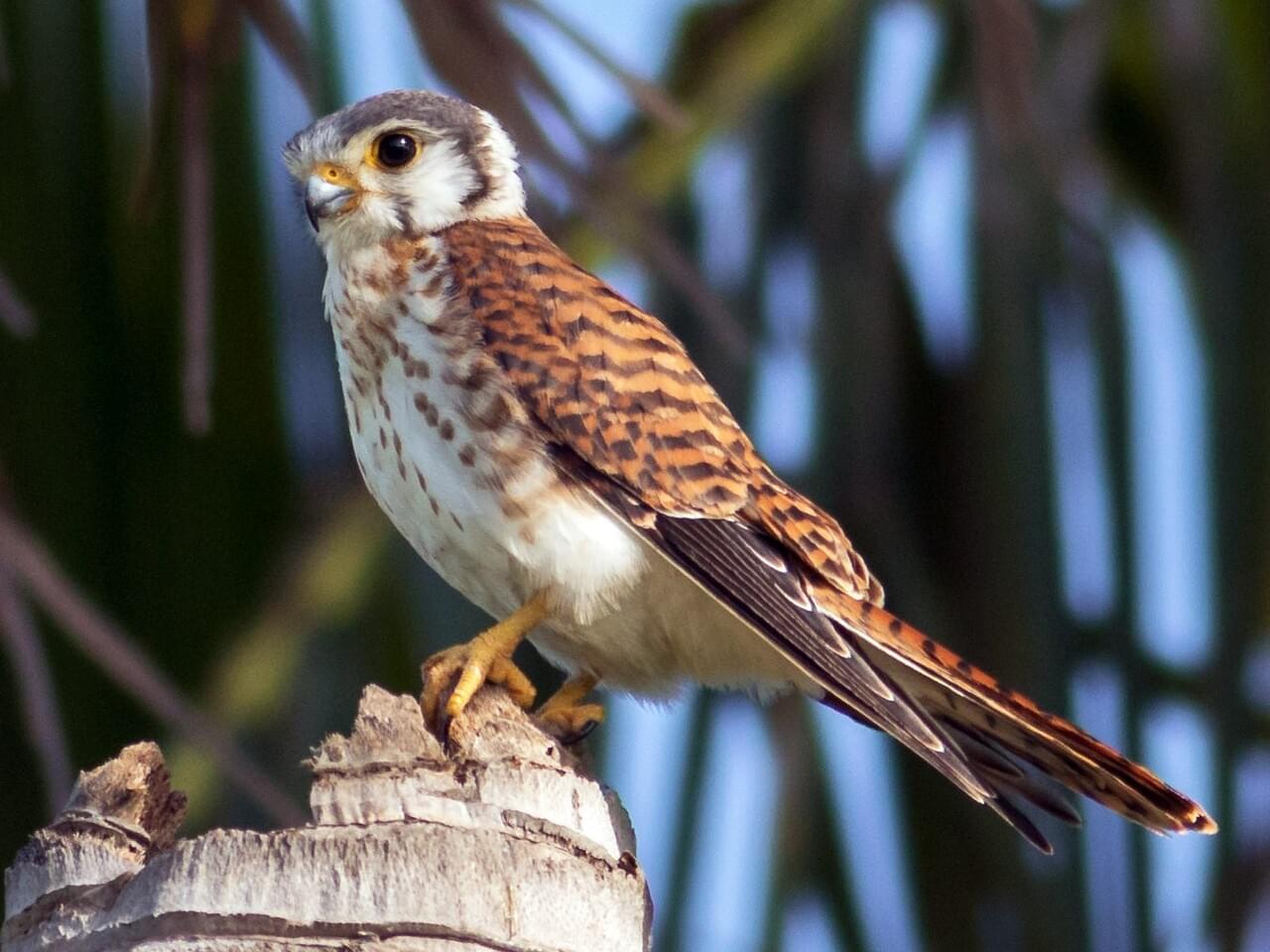 American Kestrel