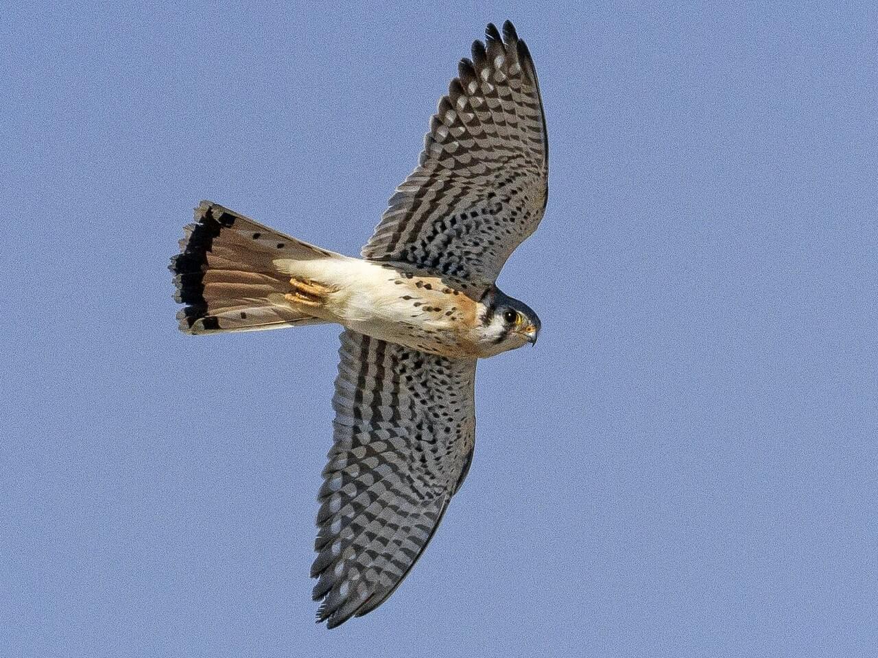 American Kestrel