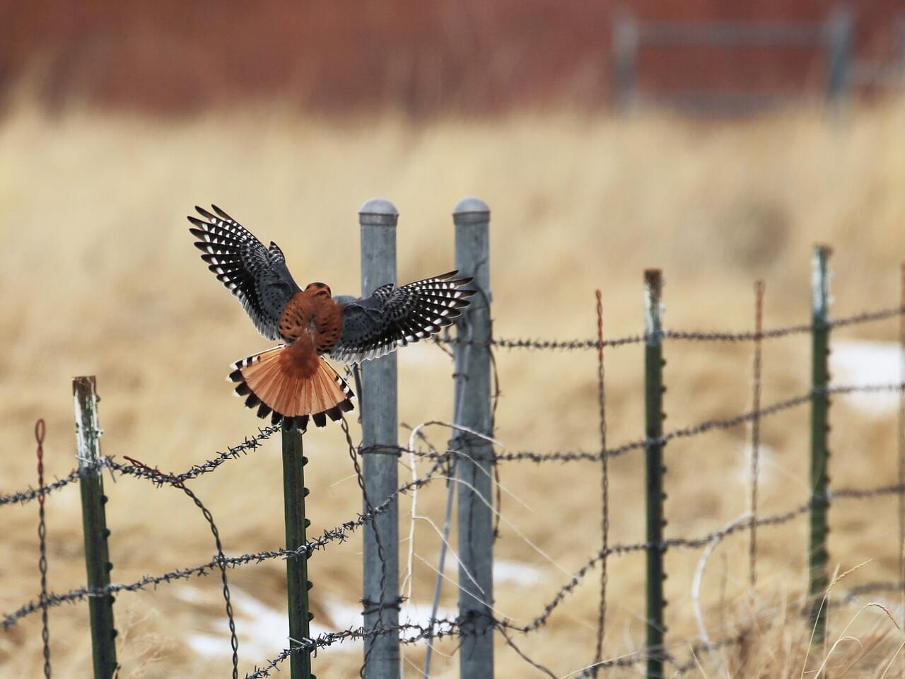 American Kestrel