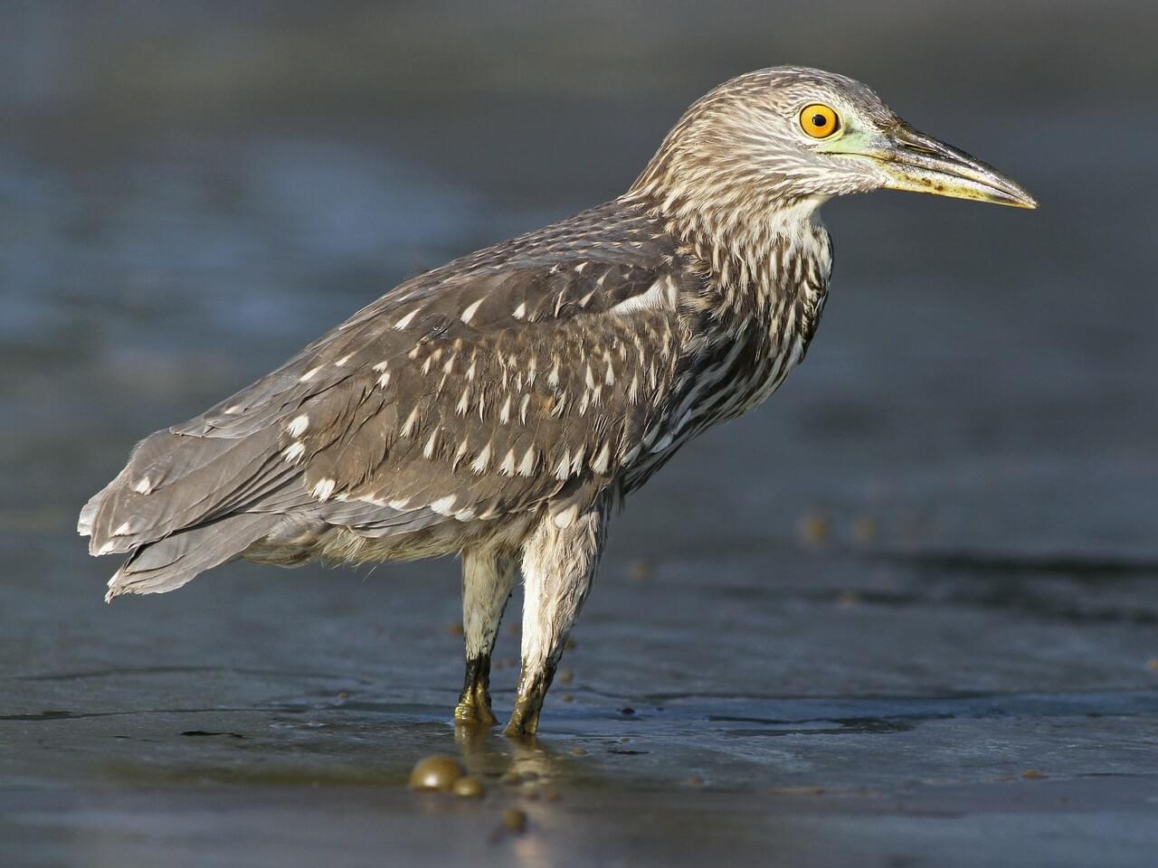 Black-crowned Night-Heron