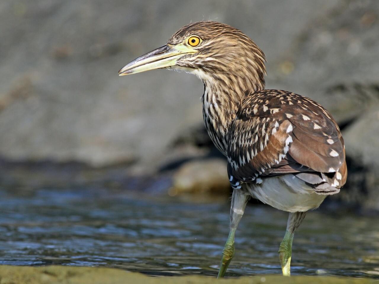 Black-crowned Night-Heron