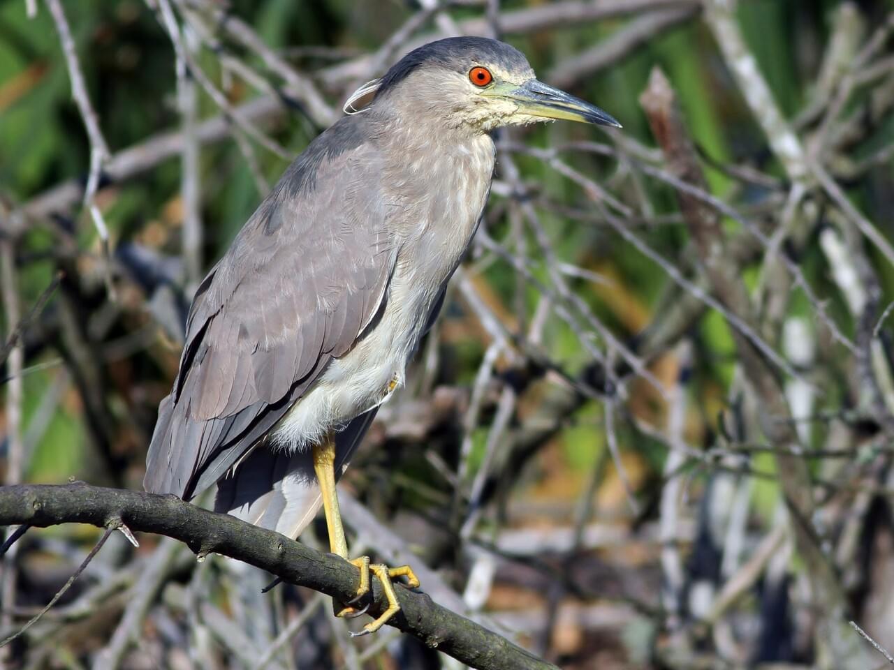 Black-crowned Night-Heron