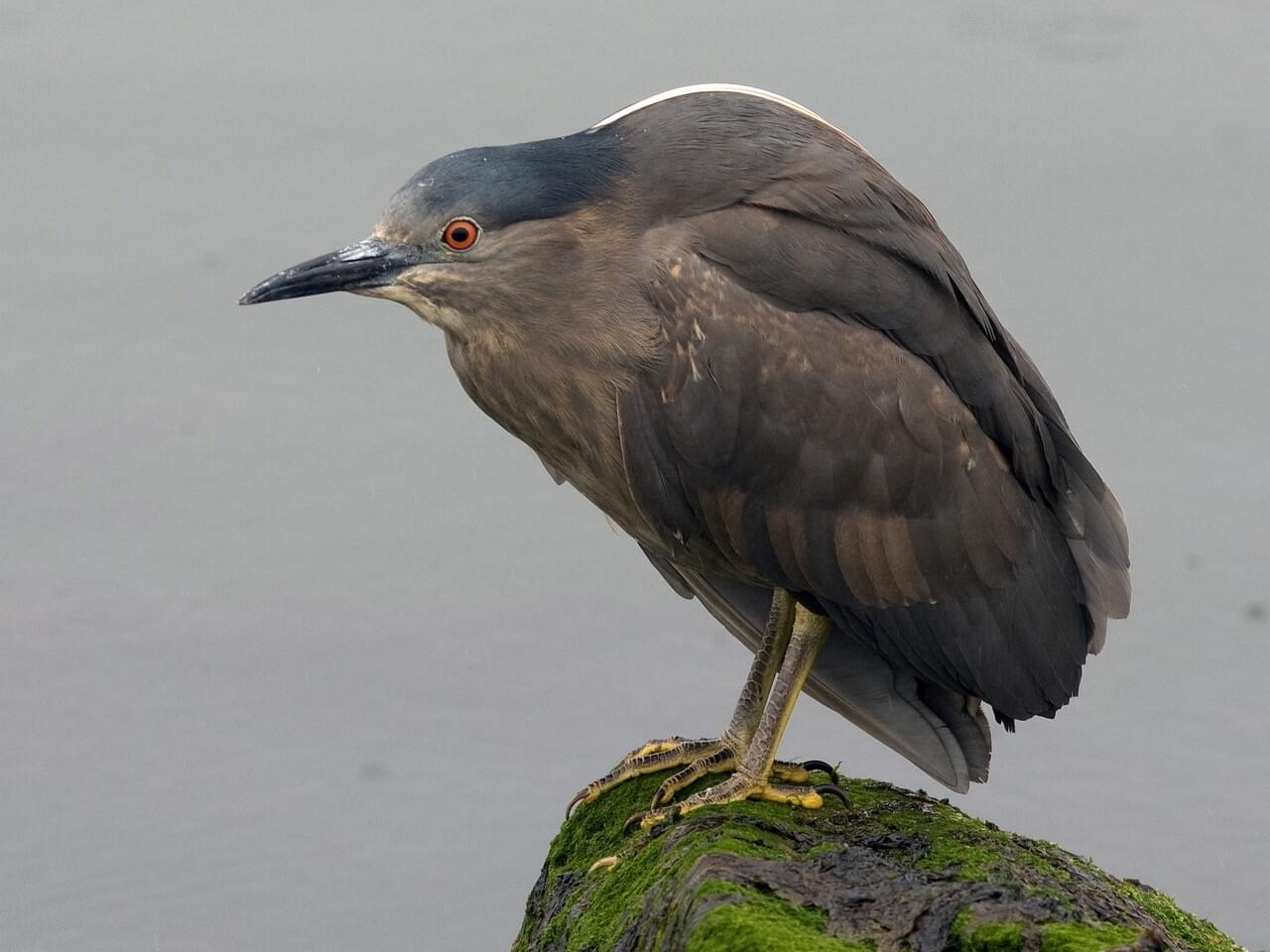 Black-crowned Night-Heron