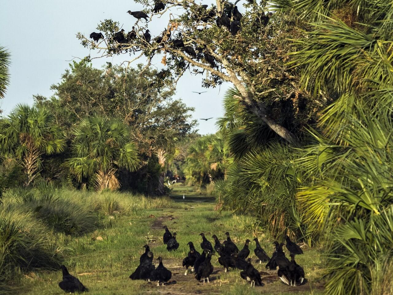 Black Vulture