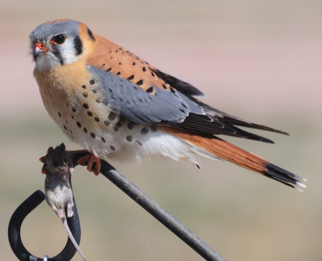 American Kestrel