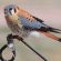 American Kestrel