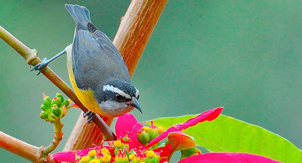 bananaquit