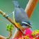 bananaquit