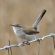 Bewick's Wren