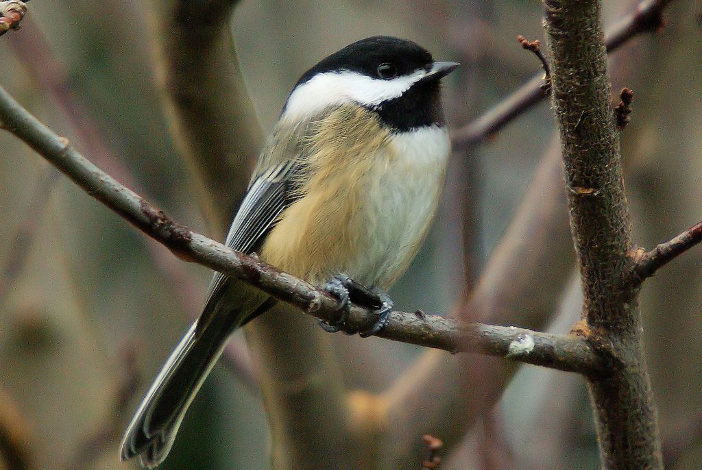 Black-capped Chickadee