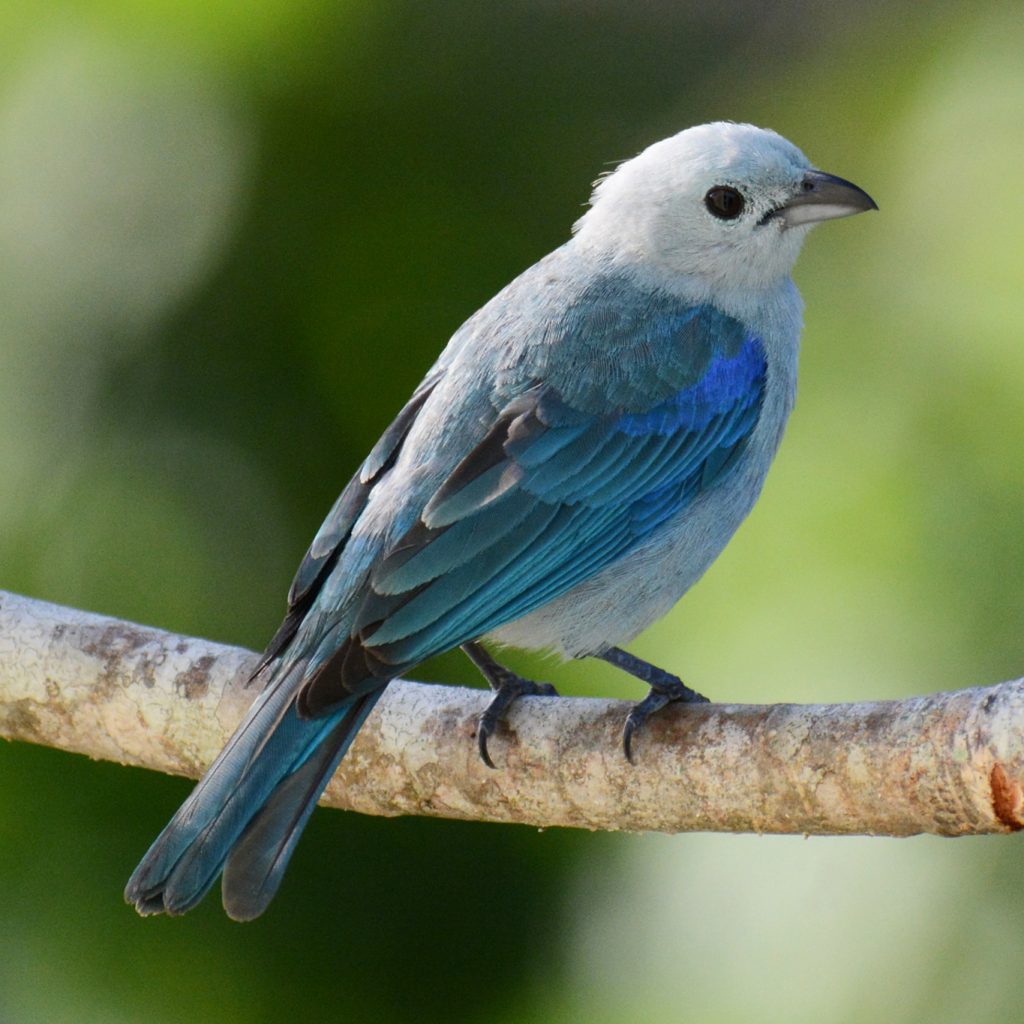 Blue-gray Tanager