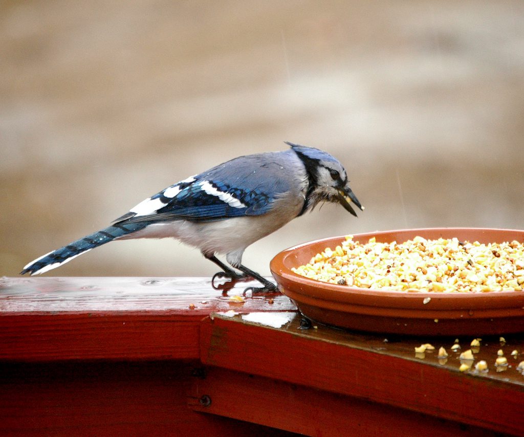 Blue Jay