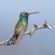 Broad-billed Hummingbird