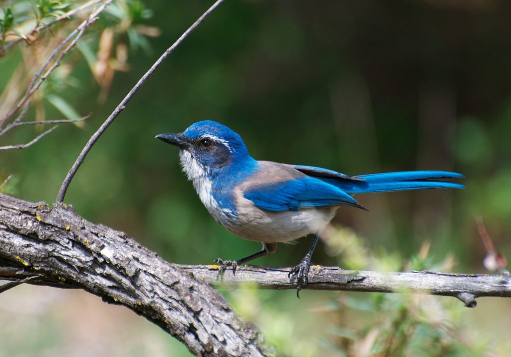 California scrub-jay