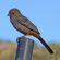 Canyon Towhee