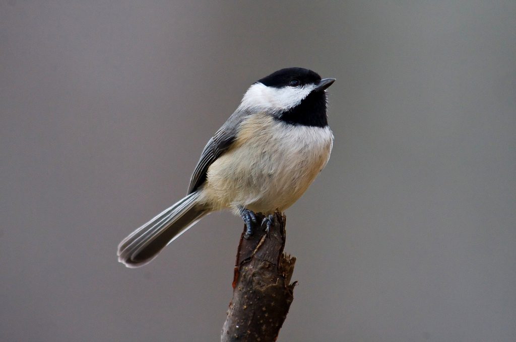 Carolina Chickadee