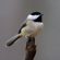 Carolina Chickadee