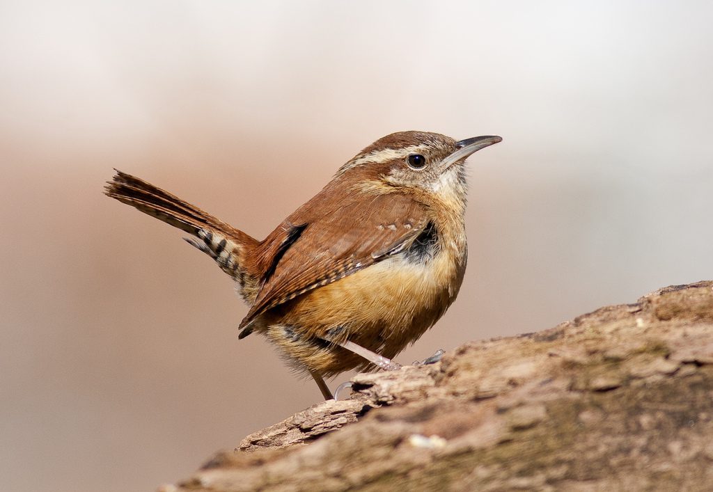 Carolina wren