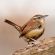 Carolina wren