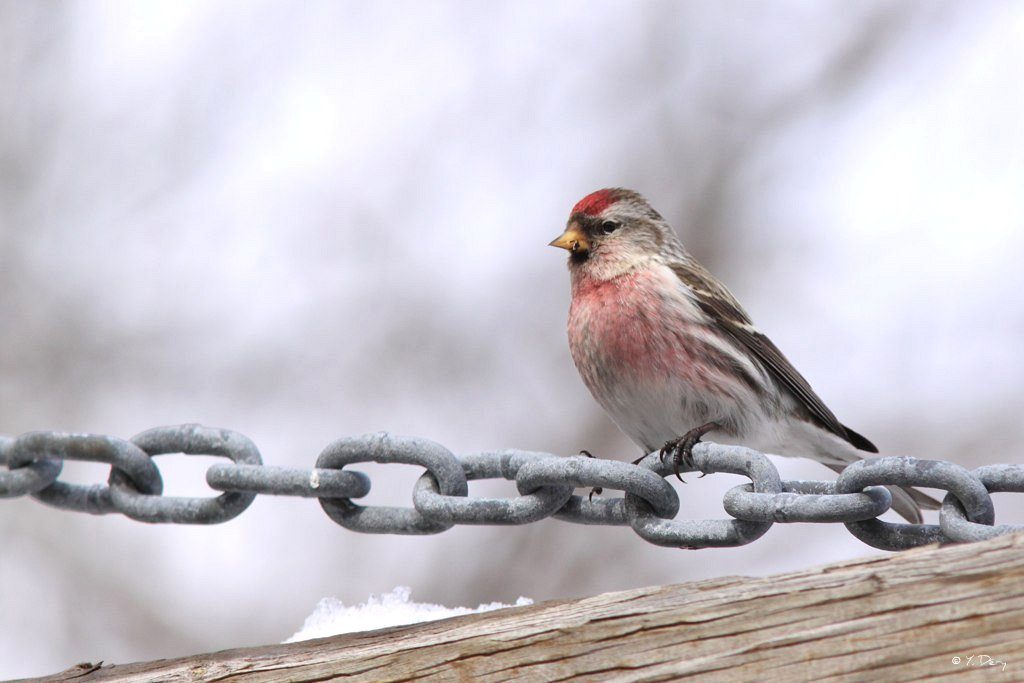 Common Redpoll