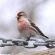 Common Redpoll