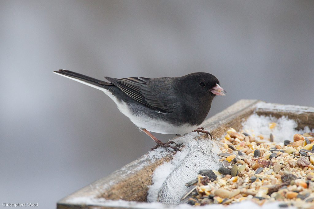 Dark-eyed junco