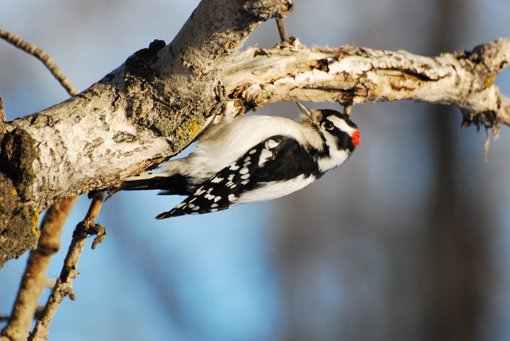 Downy woodpecker