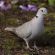 Eurasian Collared Dove