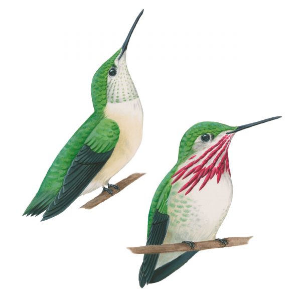 Calliope hummingbird