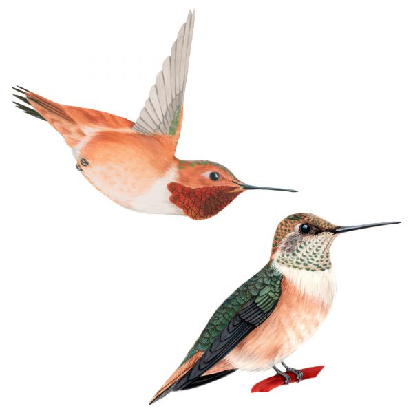 Rufous hummingbird