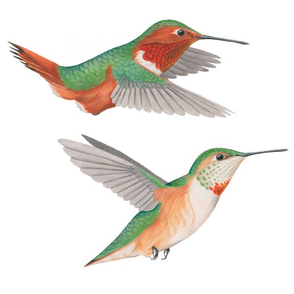 Allen's hummingbird