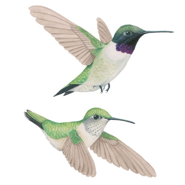 Black-chinned hummingbird