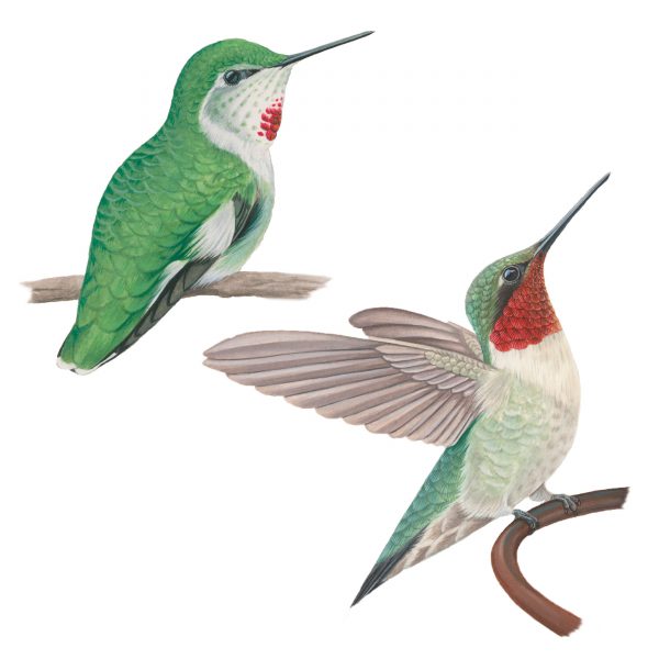 Ruby-throated hummingbird