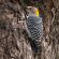 Golden-fronted Woodpecker