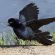 Great-tailed Grackle